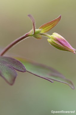 Start of blossom with leaves